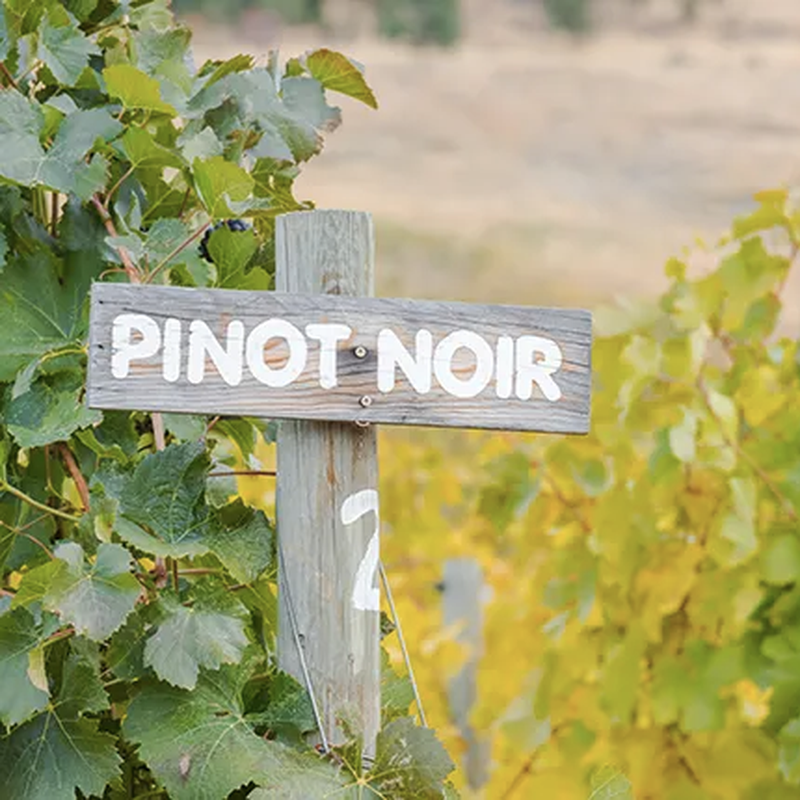 Friday 25th September. PINOT NOIR (Old World vs New World)